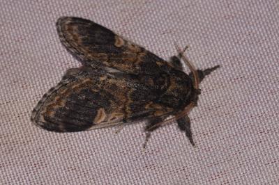 Notodonta tritophus