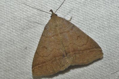 Zanclognatha lunalis