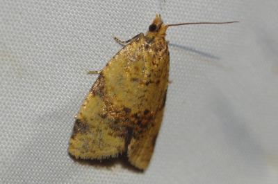 Epagoge grotiana