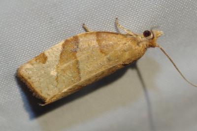 Pandemis cerasana