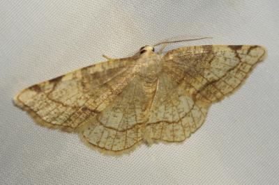 Stegania trimaculata