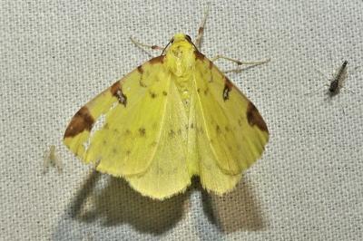 Opisthograptis luteolata