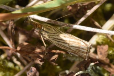 Chrysocramboides craterellus