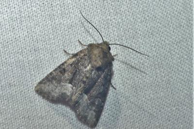 Oligia strigilis