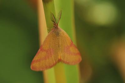 Lythria purpuraria
