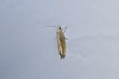 Eucosma obumbratana
