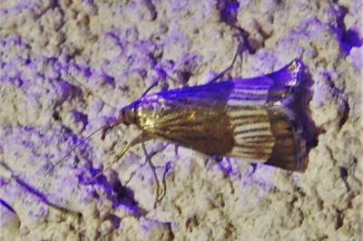 Chrysocrambus linetella