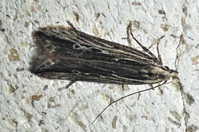 Monochroa palustrellus