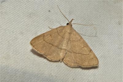 Paracolax tristalis