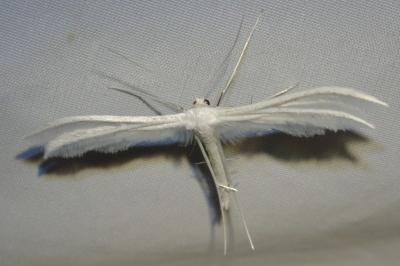 Pterophorus pentadactylus