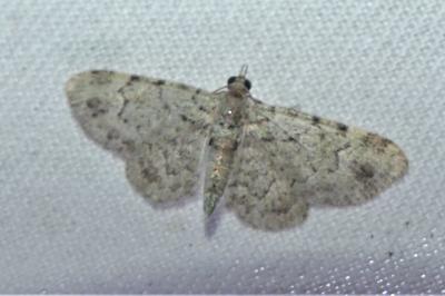 Pasiphila rectangulata
