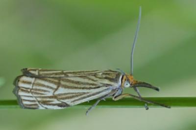 Chrysocramboides craterellus