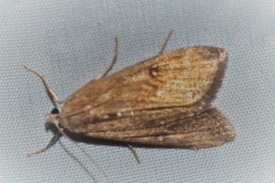 Parapoynx stratiotata
