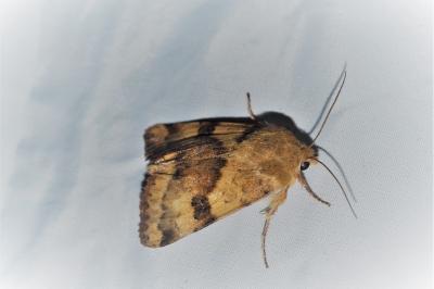 Heliothis viriplaca