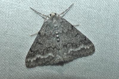 Pseudoterpna coronillaria