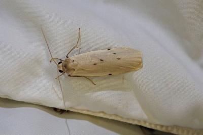 Pelosia muscerda