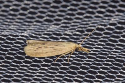 Ematheudes punctella
