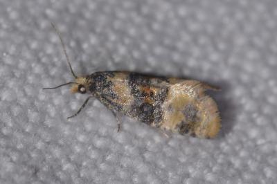 Cochylis nana