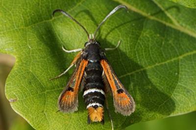 Pyropteron chrysidiforme