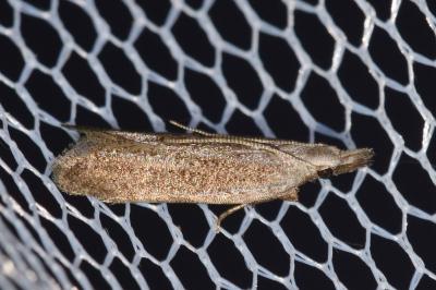 Anarsia spartiella