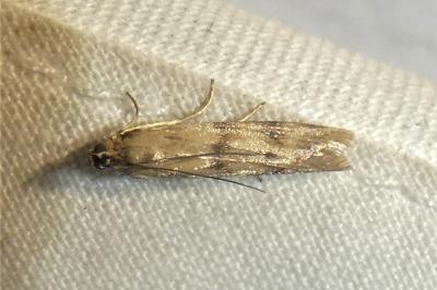 Homoeosoma sinuella
