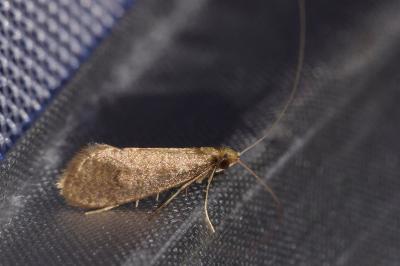 Nematopogon metaxella