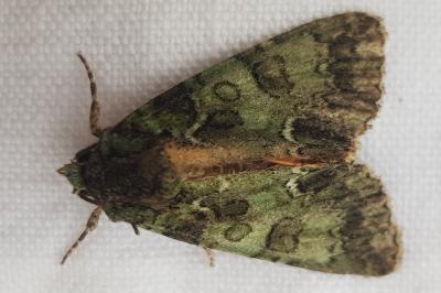 Polyphaenis sericata