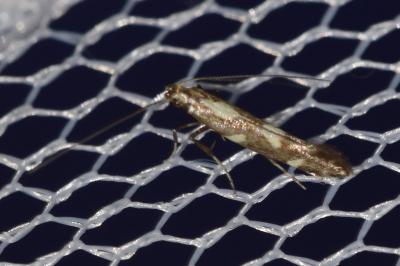 Calybites phasianipennella