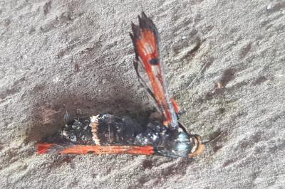 Pyropteron chrysidiforme