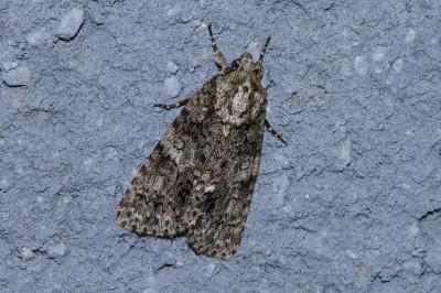 Acronicta rumicis