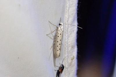 Yponomeuta padella