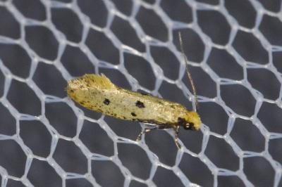 Tinea trinotella