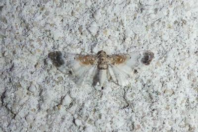 Eupithecia breviculata