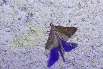 Dolicharthria punctalis
