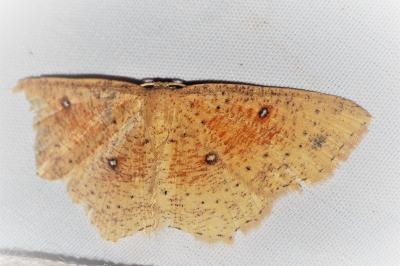 Cyclophora porata