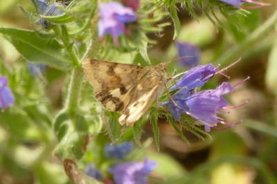 Heliothis viriplaca