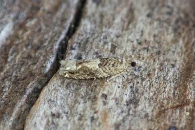 Crocidosema plebejana