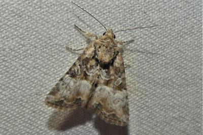 Mesoligia furuncula