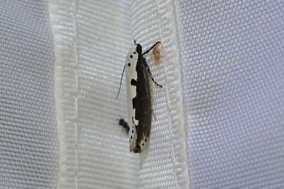 Ethmia bipunctella