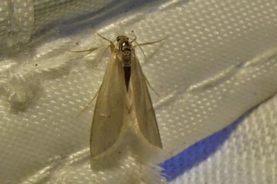 Acentria ephemerella