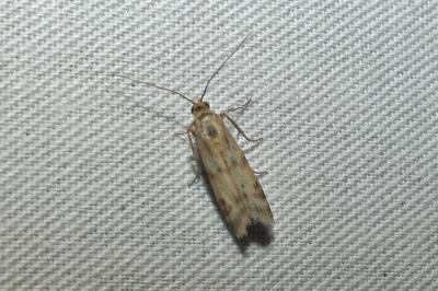 Homoeosoma sinuella
