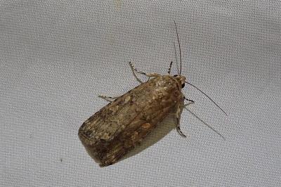Spodoptera exigua