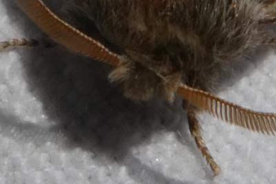 Thaumetopoea processionea