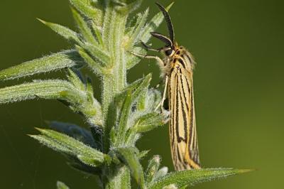 Spiris striata