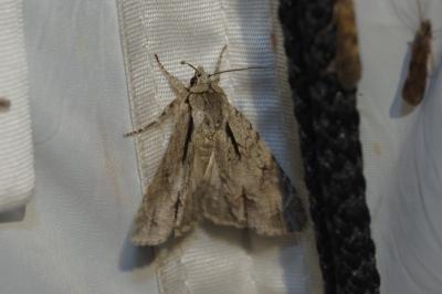 Acronicta psi