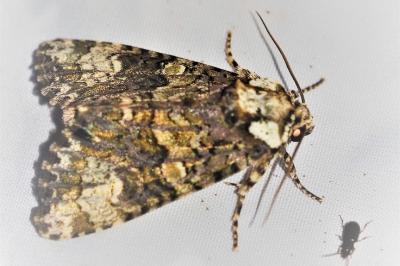 Craniophora ligustri