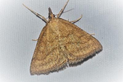 Psammotis pulveralis