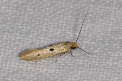Tinea trinotella