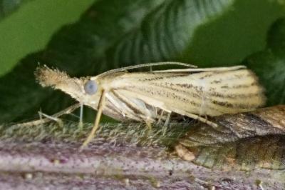 Agriphila straminella