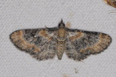 Eupithecia pulchellata